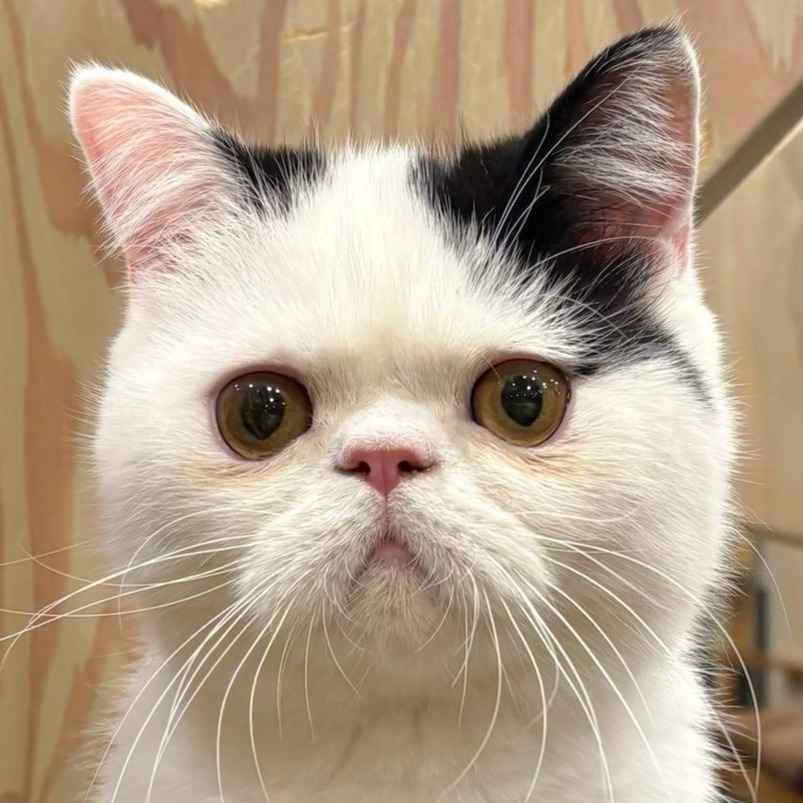 ぼたもち